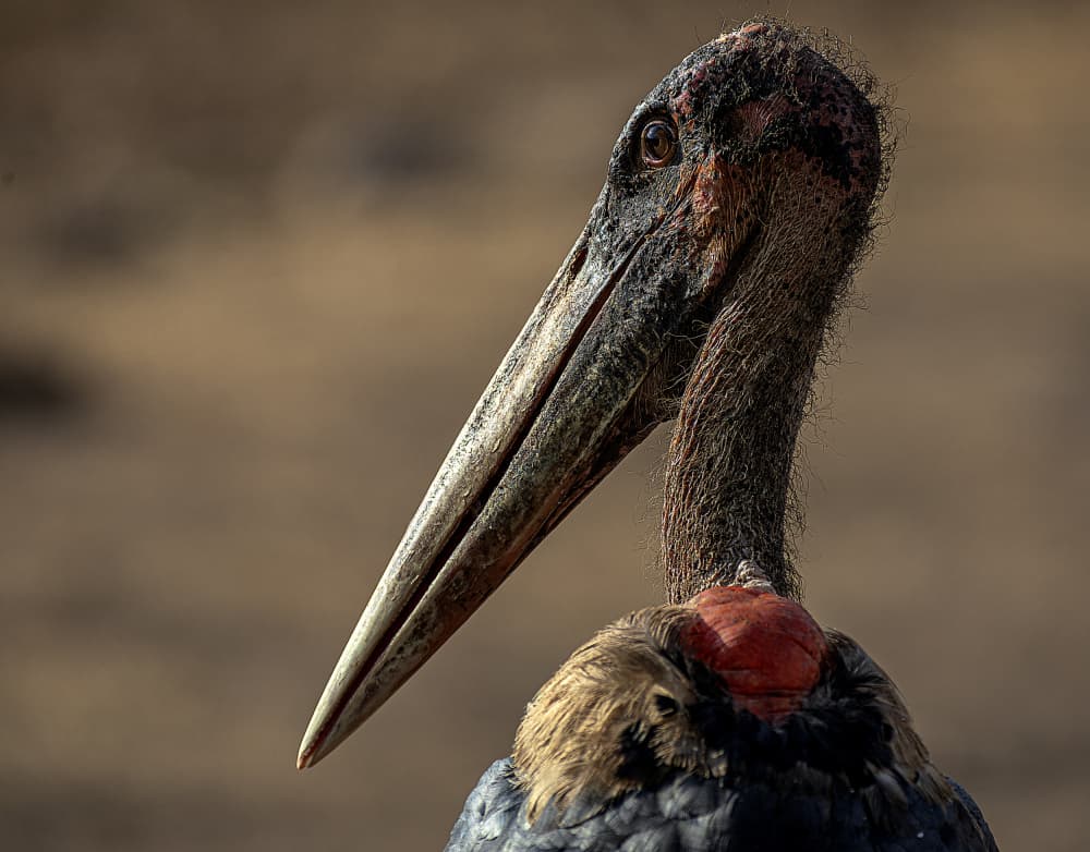 Marabou Stork Portrait by Jois Domont ( J.L.G.) — canvas wall art
