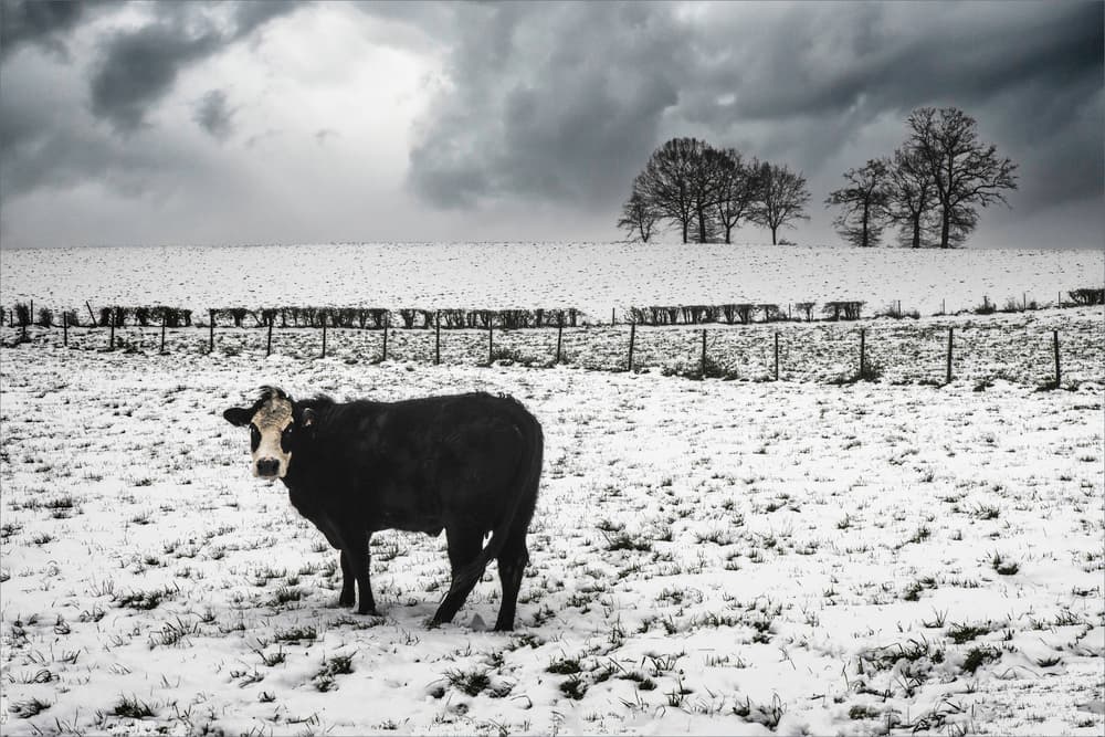 Solitary Winter Cow by Gilbert Claes — canvas wall art