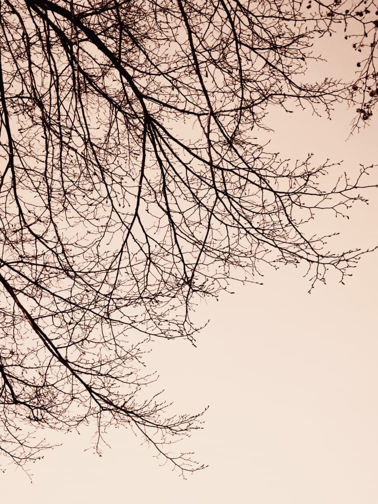 Sepia Winter Trees by Bilge Paksoylu — canvas wall art