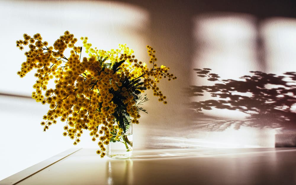 Golden Mimosa Shadows by Bego Amare — canvas wall art