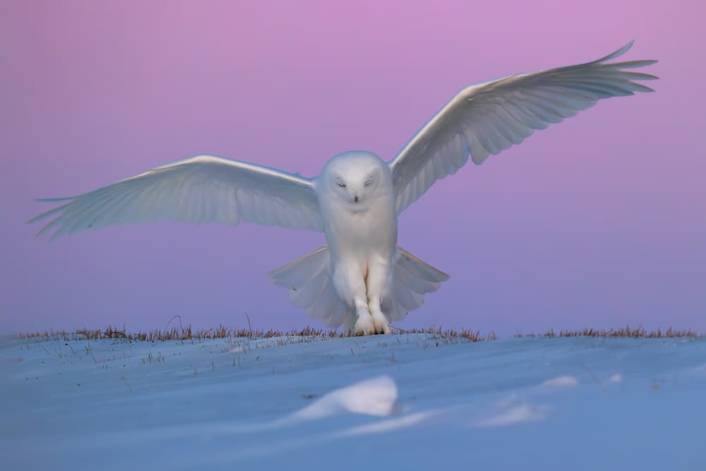 Snowy Owl in Flight by Jun Zuo — canvas wall art