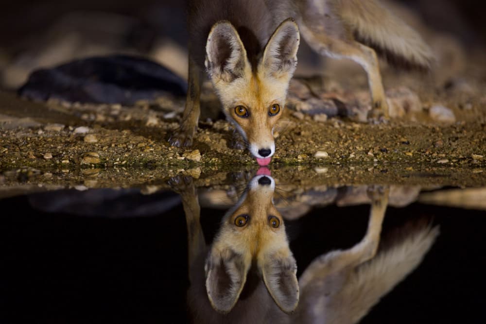 Nocturnal Fox Reflection by David Manusevich — canvas wall art