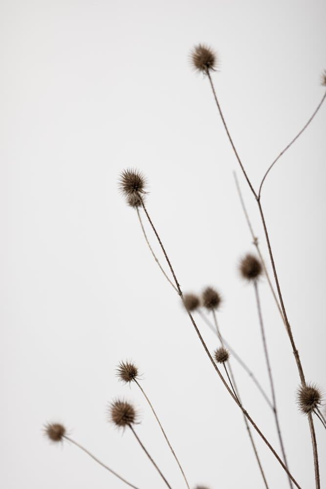 Delicate Dried Thistles by Pictufy Studio III — canvas wall art