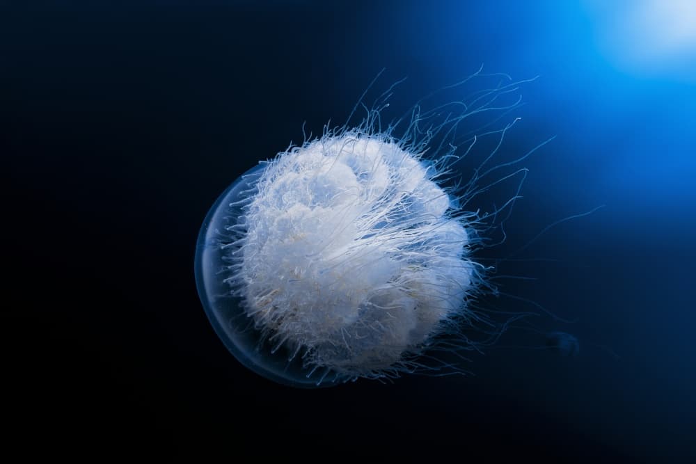 Ethereal White Jellyfish by Barathieu Gabriel — canvas wall art