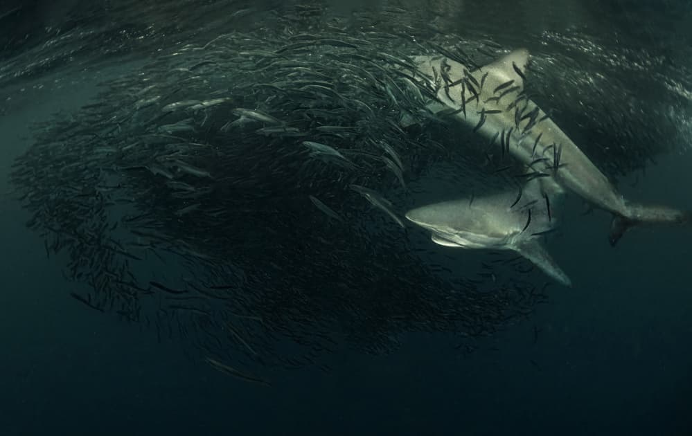 Sharks Hunting Bait Ball by Jennifer Lu — canvas wall art