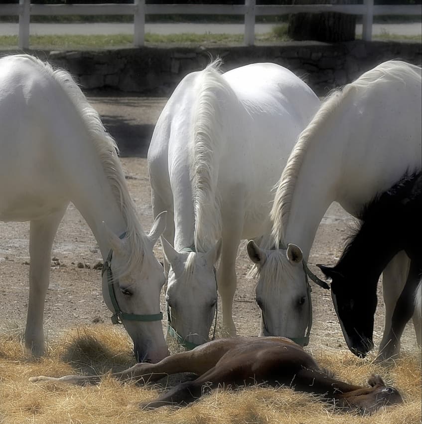 Gentle Horse Family by Milan Malovrh — canvas wall art