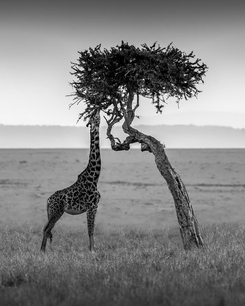 African Giraffe Under Tree by Faisal ALnomas — canvas wall art