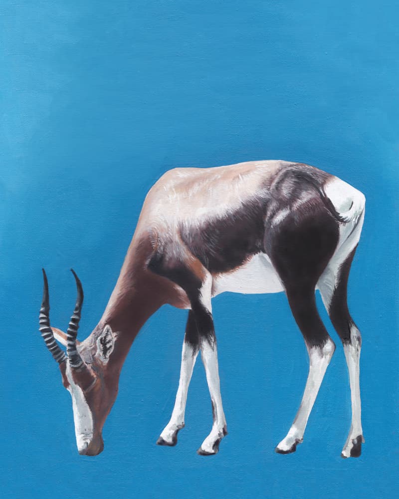 Grazing Bontebok Antelope by Viccy Wanliss — canvas wall art