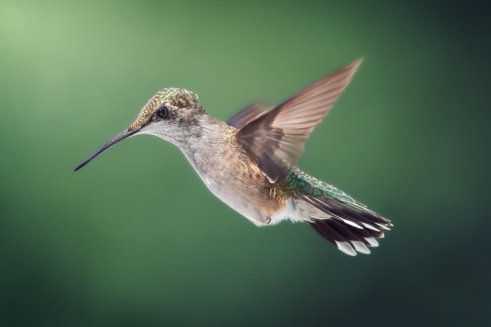 Hummingbird In Flight by Atul Saluja — canvas wall art