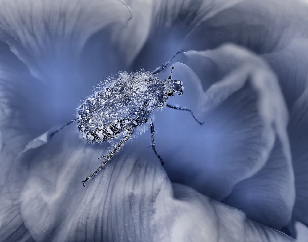 Frosty Blue Beetle by Thierry Dufour — canvas wall art