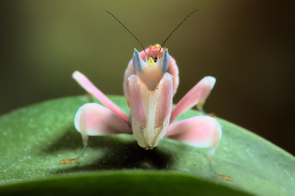 Elegant Pink Mantis by Jimmy Hoffman — canvas wall art