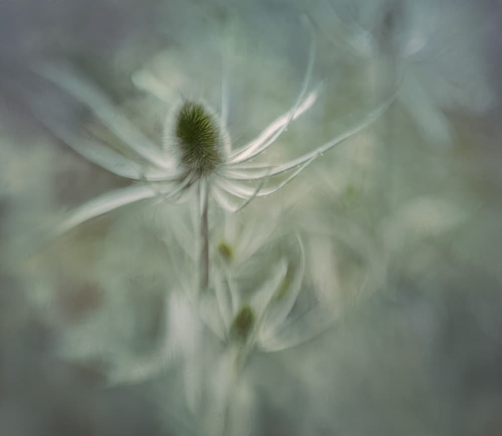 Teasel by Nel Talen — canvas wall art