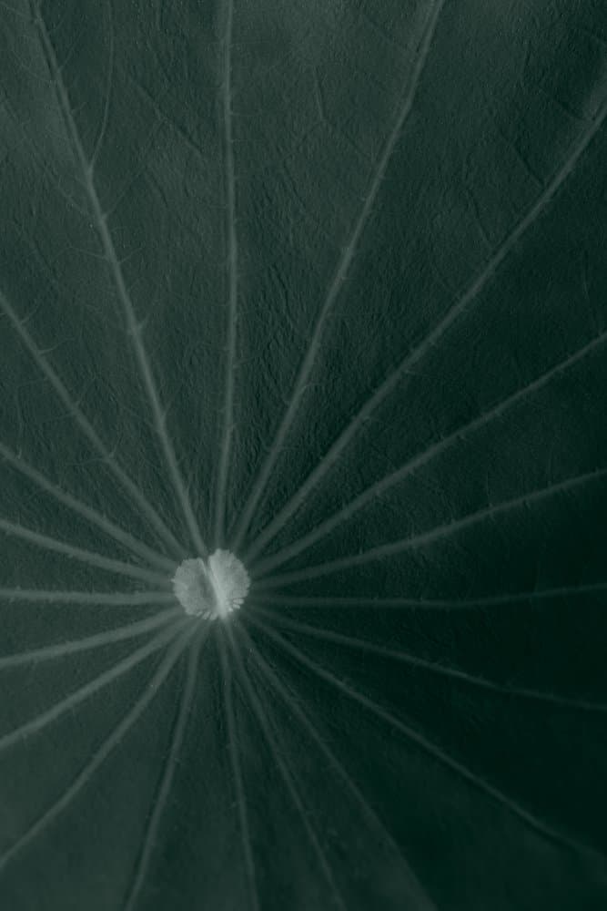 Deep Green Lotus Leaf by Pictufy Studio III — canvas wall art