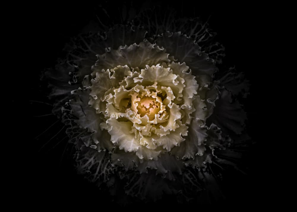 Golden Cabbage Flower by The Learning Curve Photography — canvas wall art