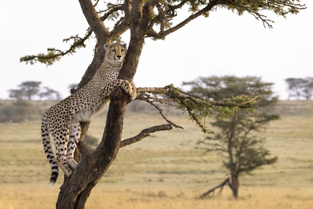 Cheetah Tree Gaze by Renee Doyle — canvas wall art