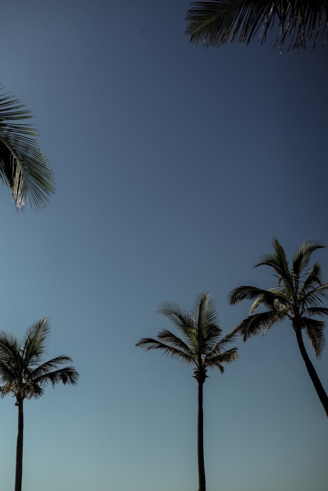 Palm Conversation by Shot by Clint — canvas wall art