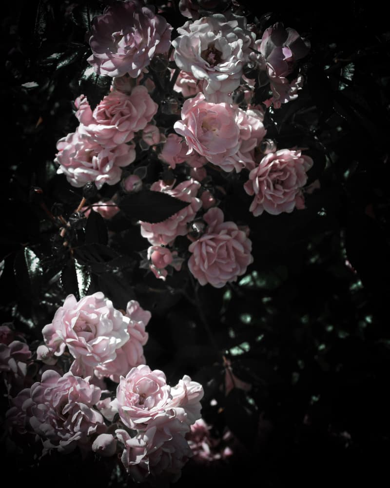 Soft Pink Roses Dark by Michele Frechette — canvas wall art