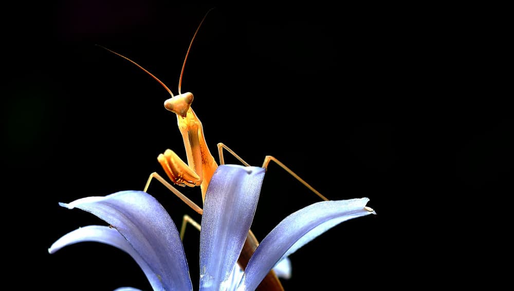 Praying Mantis Bloom by Thierry Dufour — canvas wall art