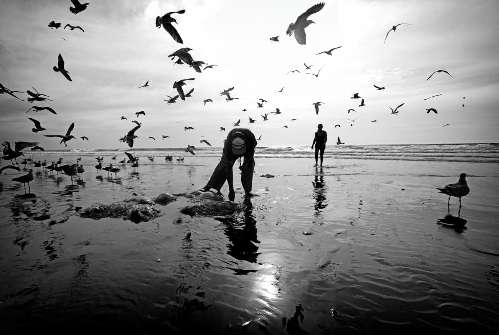 Seagulls Beach Silhouette by Josefina Melo — canvas wall art