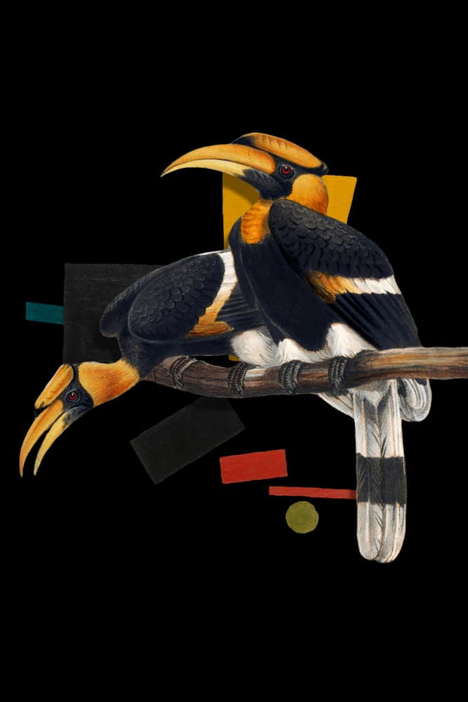 Tropical Hornbill Duo by Marja van den Hurk — canvas wall art