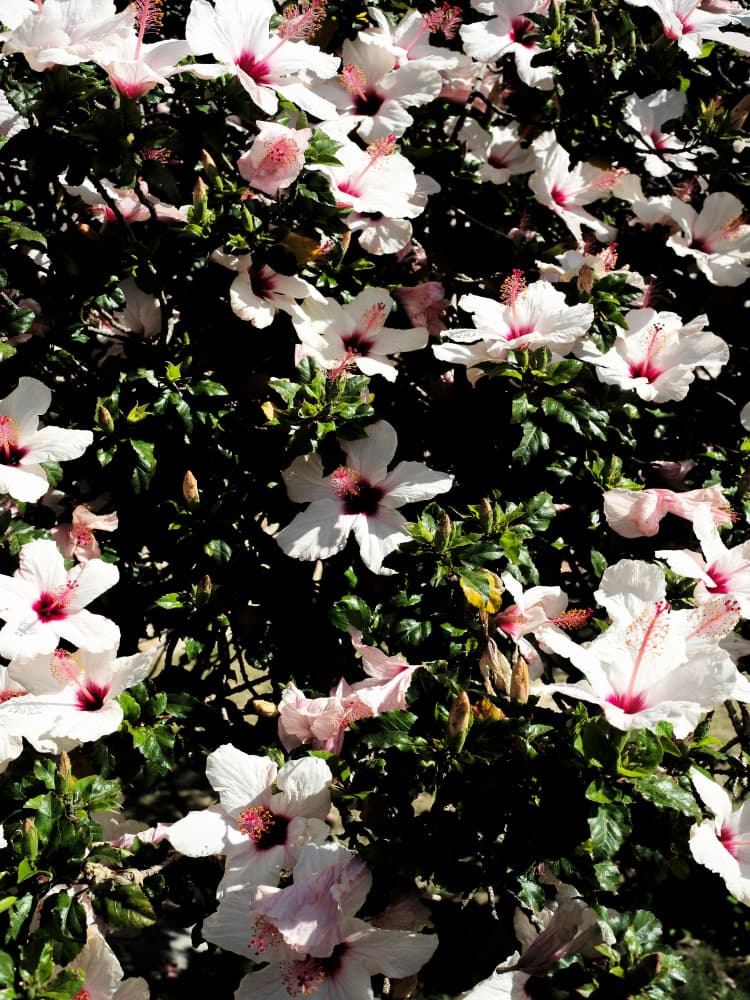 Blossom Symphony by Shot by Clint — canvas wall art