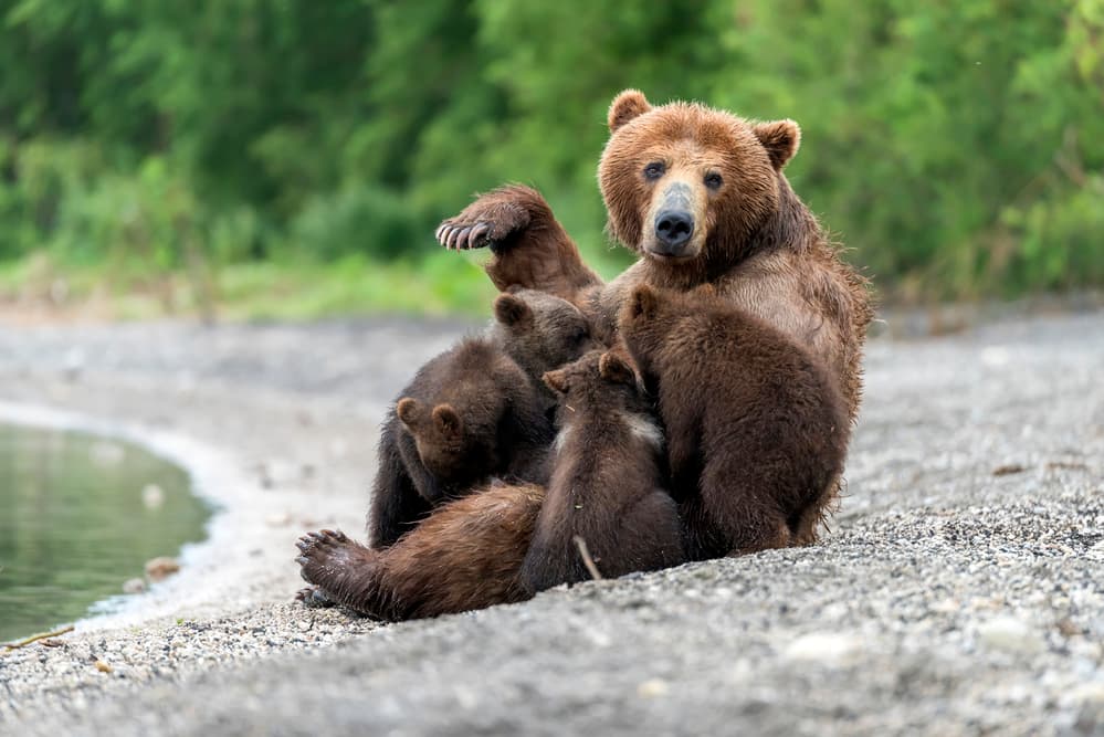 Mother Bear And Cubs by Giuseppe DAmico — canvas wall art