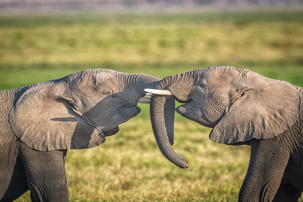 Elephant Trunk Play by Jeffrey C. Sink — canvas wall art