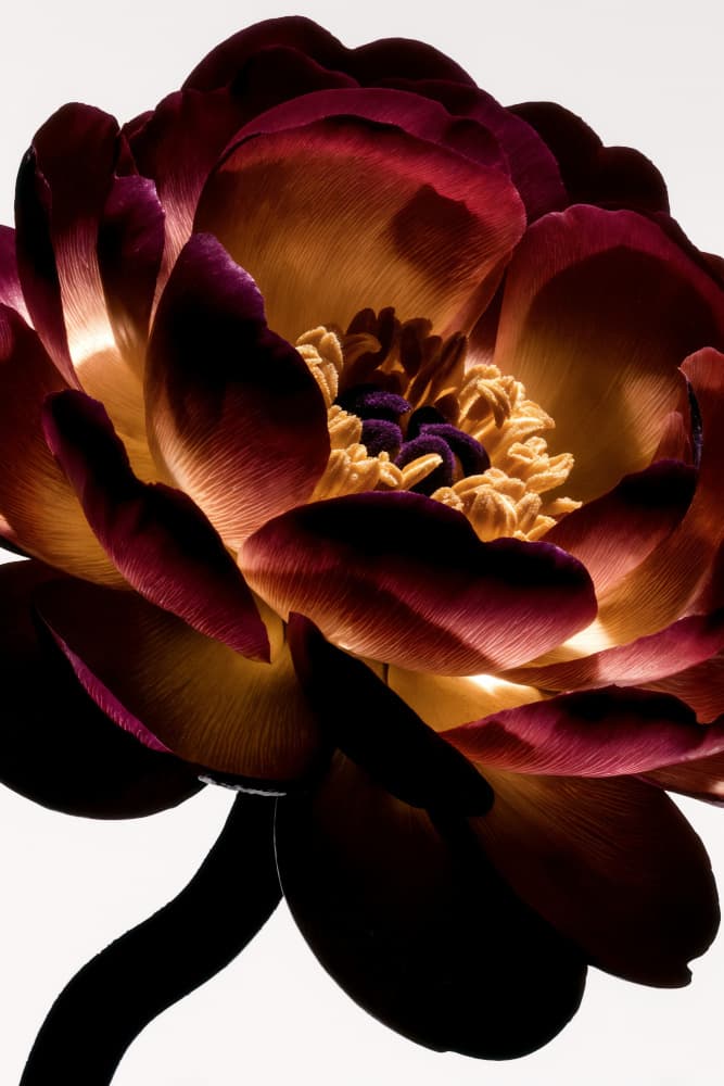 Illuminated Peony Bloom by Minorstep — canvas wall art