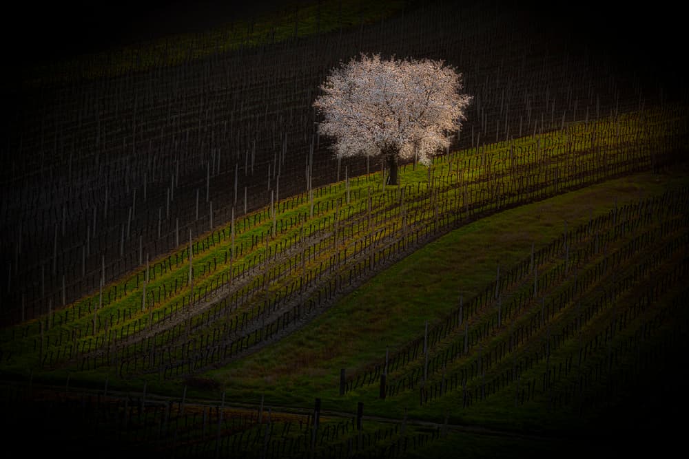 Spring Blossom Vineyard by Clas Gustafson PRO — canvas wall art