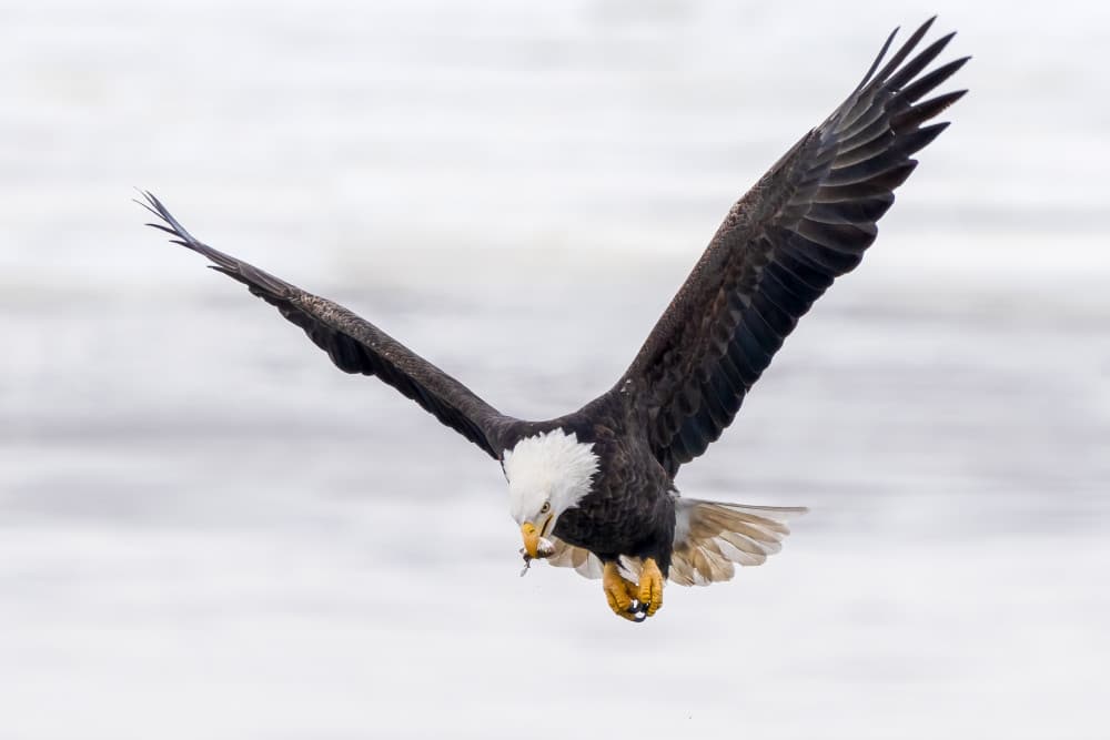 Bald Eagle Hunting Fish by John Fan — canvas wall art