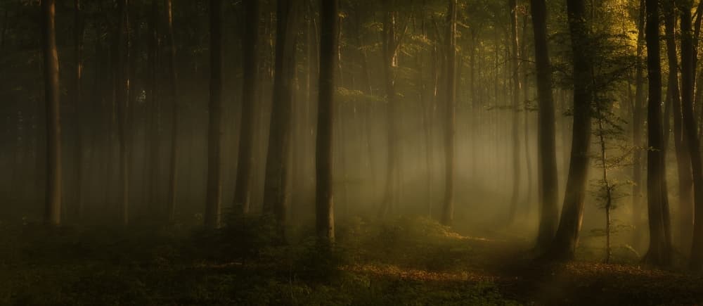 Misty Forest Glow by Norbert Maier — canvas wall art