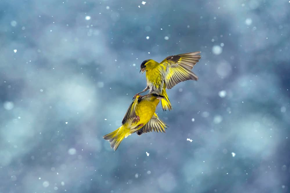 Siskins Playing In Snow by Marco Redaelli — canvas wall art