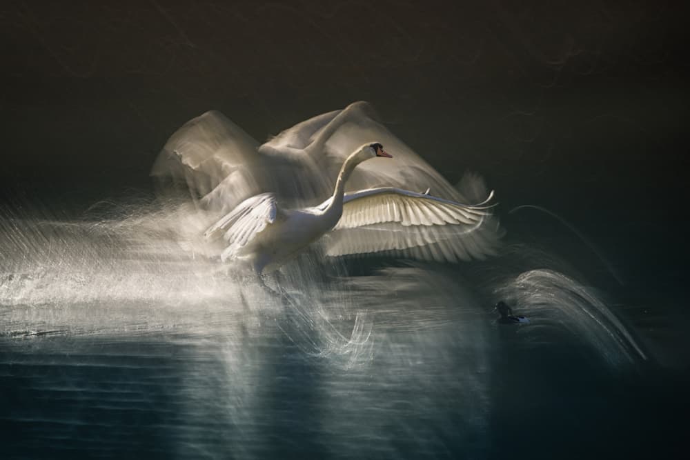 Graceful Swan Flight by Milan Malovrh — canvas wall art