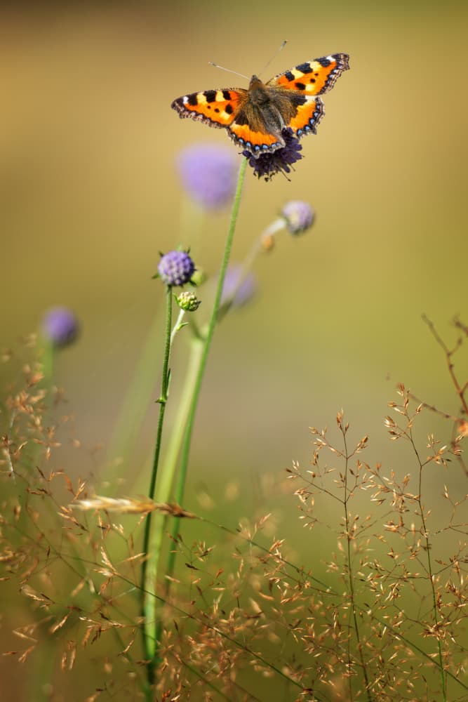 Vibrant Meadow Butterfly by Benny Pettersson — canvas wall art