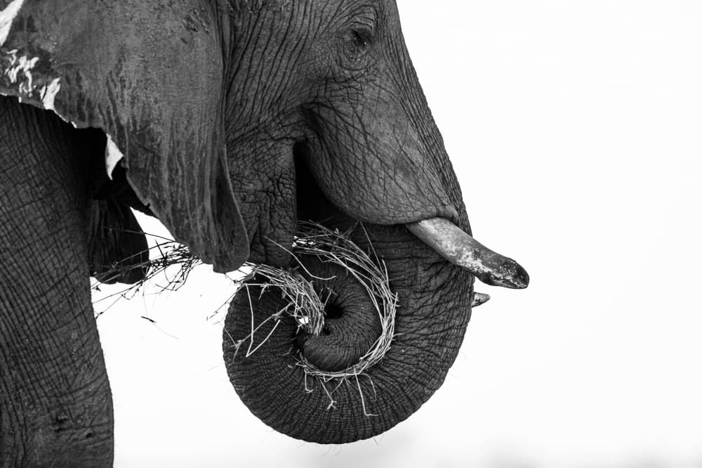 Curling Elephant Trunk by Johan Enslin — canvas wall art
