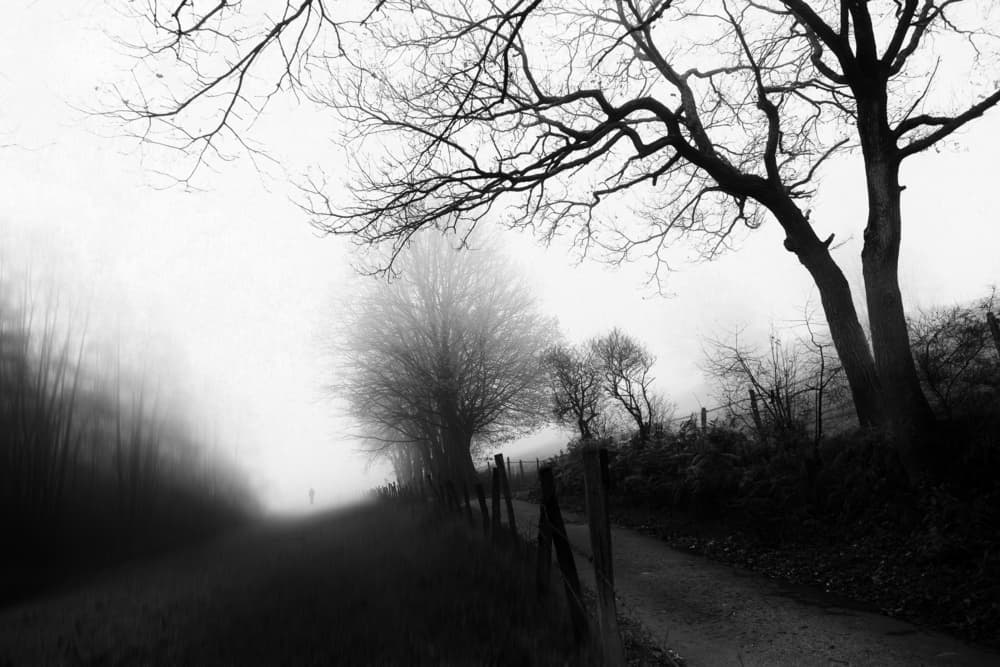 Misty Forest Wanderer by Adam Dauria ☂ — canvas wall art
