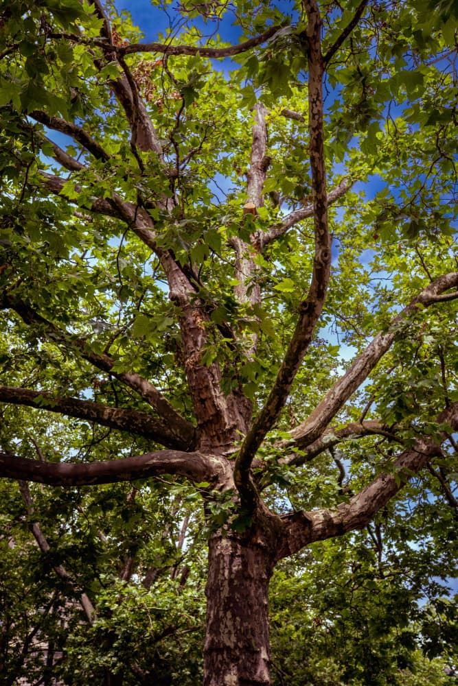 Upward Green Tree View by Aimee Giles — canvas wall art
