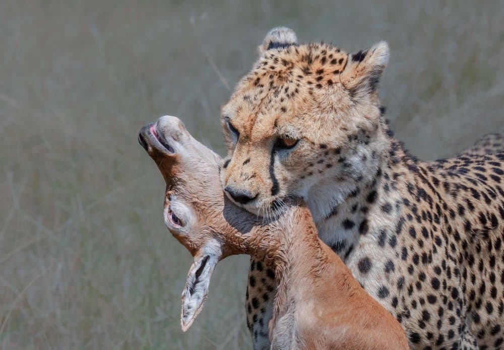 Cheetah's Catch by Jennifer Lu — canvas wall art