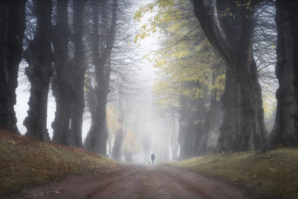 Misty Autumn Path by fotomarion — canvas wall art