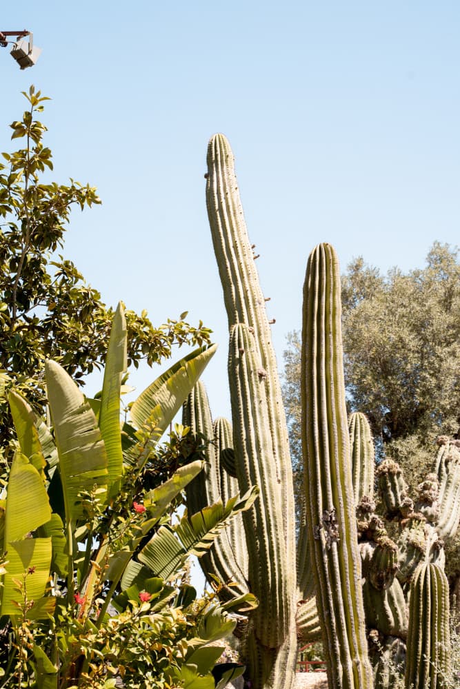 Sunny Cactus Garden by Henrike Schenk — canvas wall art