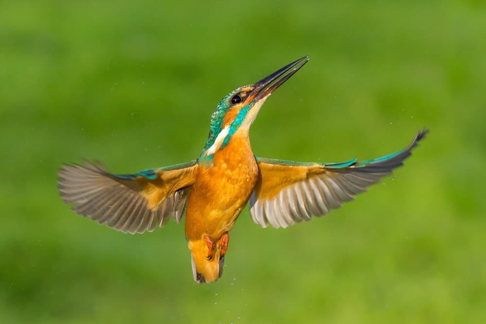 Vibrant Kingfisher Flight by Petar Sabol — canvas wall art