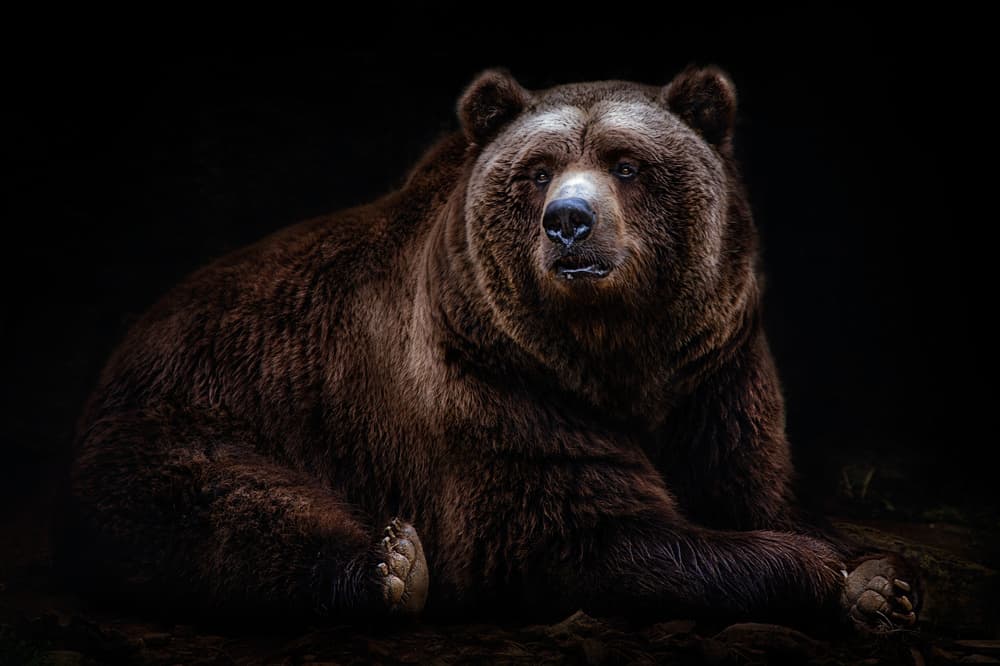 Powerful Grizzly Bear by Santiago Pascual Buye — canvas wall art