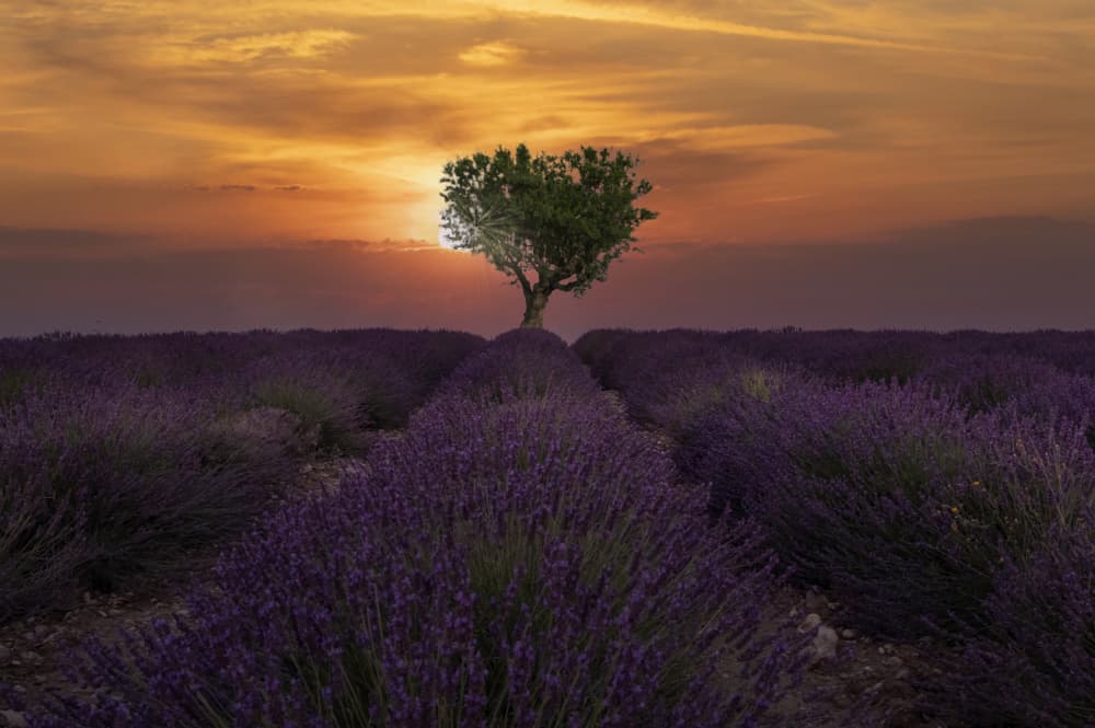 Lone Tree Lavender Sunset by Marketa Zvelebil PhD LRPS CrGP. — canvas wall art