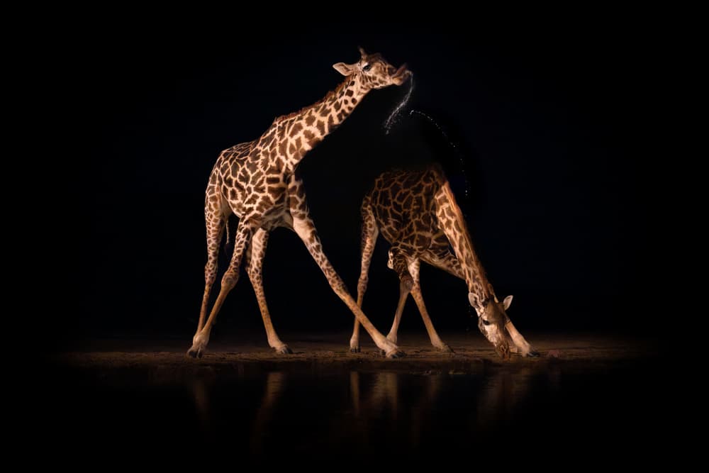 Nighttime Giraffes Drinking by Alexandr Kukrinov — canvas wall art