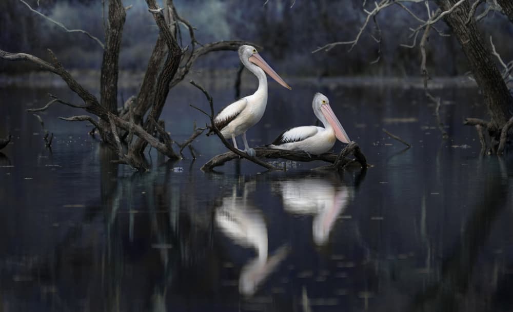 Serene Pelicans Reflection by Emanuel Papamanolis — canvas wall art