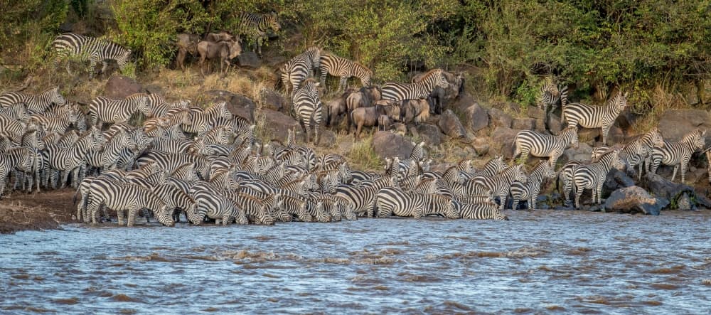 African Watering Hole by Jeffrey C. Sink — canvas wall art