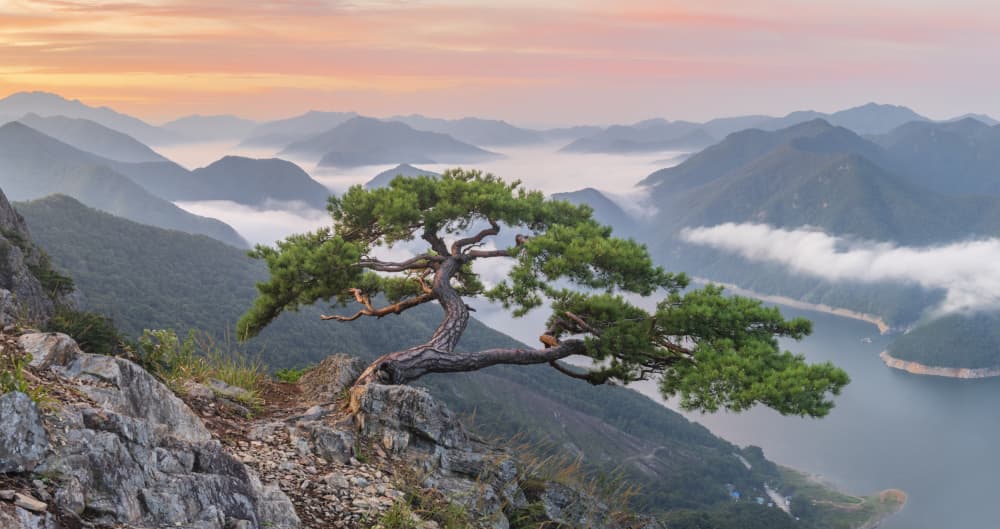 Lone Pine Morning Mist by Jaeyoun Ryu — canvas wall art