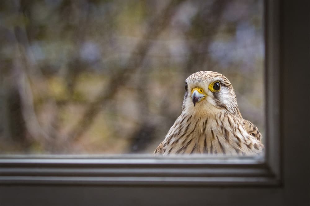 Kestrel At The Window by Michel Romaggi — canvas wall art