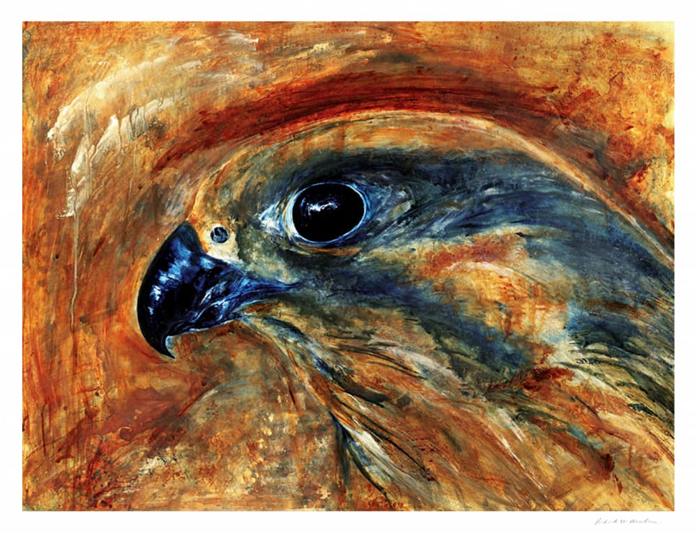 Keen Hawk Eye by RodMacIver — canvas wall art