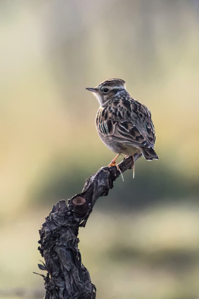 Serene Lark Perch by alberti Patrick — canvas wall art